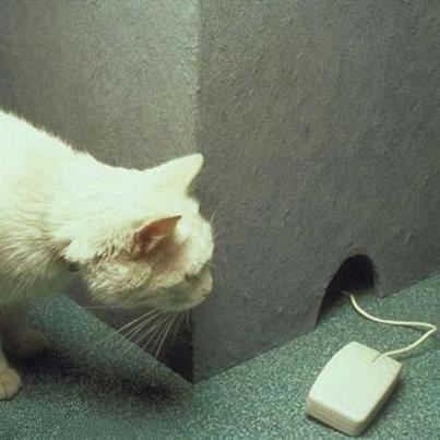 Trolanje mačke: Gazda, kakav ti je to miš?