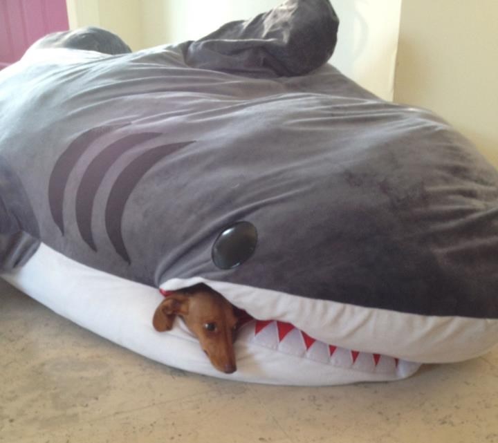 Psić nabavio kul krevet pa sanjao ralje