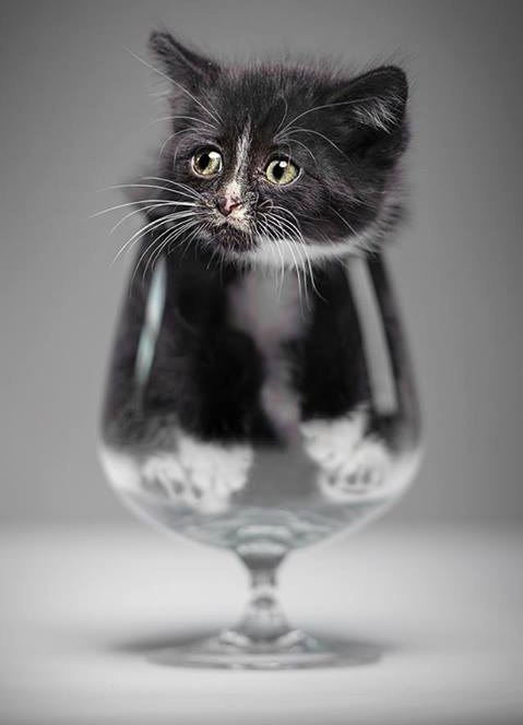 Mica toliko mala da u čašu stane