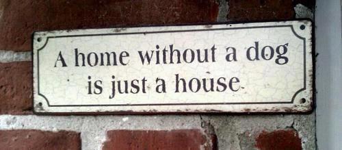 Dom nije dom ako u njemu nema tvog najboljeg prijatelja