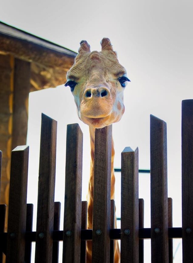 Preslatka žirafa viri preko ograde i zavodi pogledom