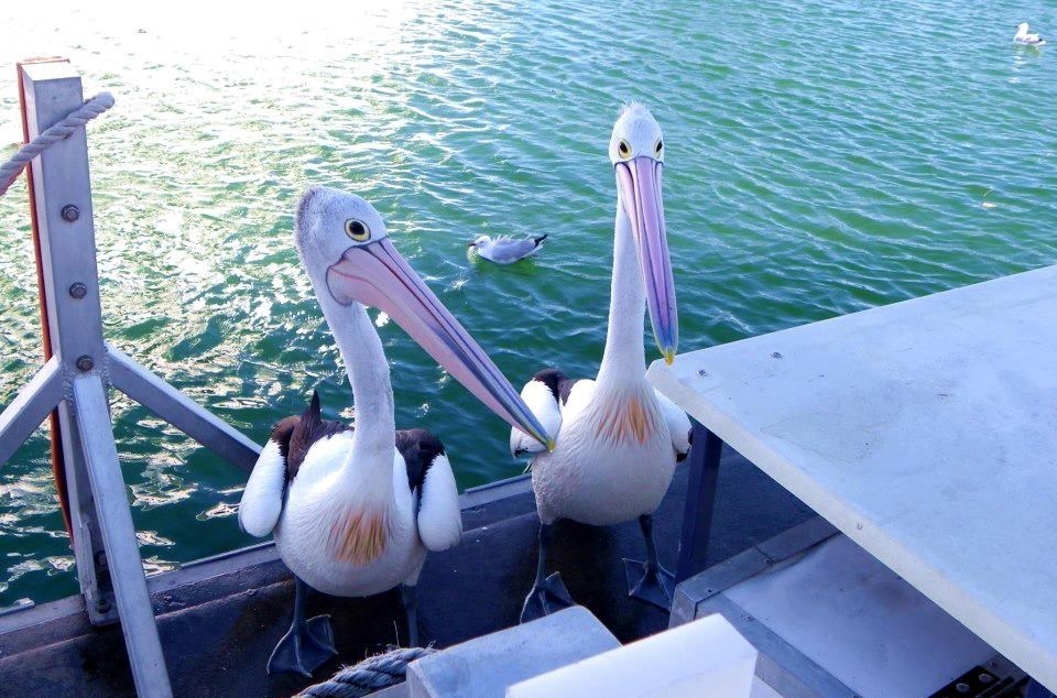 Ej, stari, evo Štef i ja na večeru svratili... ima ribe?