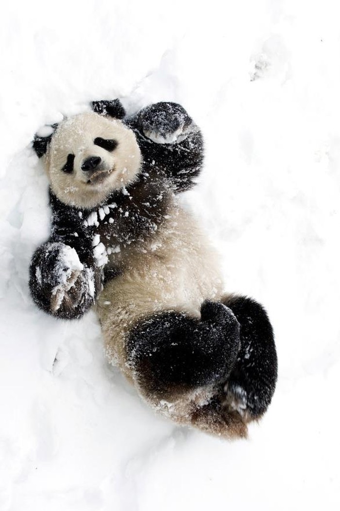 Panda luda od sreće - otkrila je snijeg