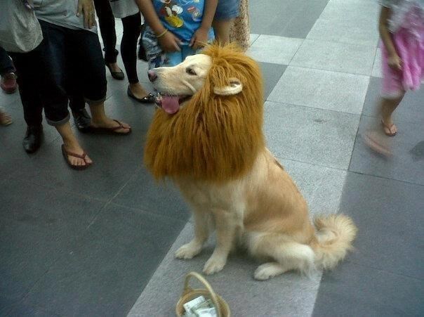 Zlatni retriver lavljeg srca i grive