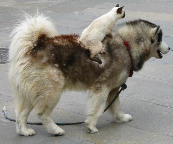 Lijena mačka našla roba da je nosi gradom