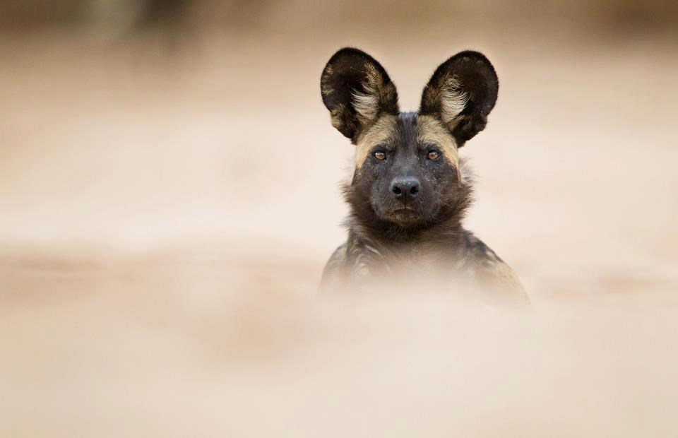 Simpa afrički divlji pas