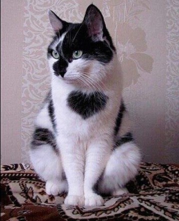 Macan romantičar svima poklanja srce