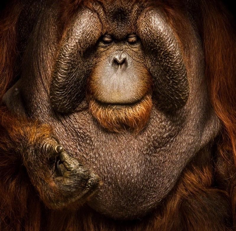 Jedan jako simpatični orangutan