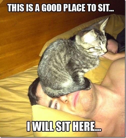 Mačka našla idealno mjesto za odmor