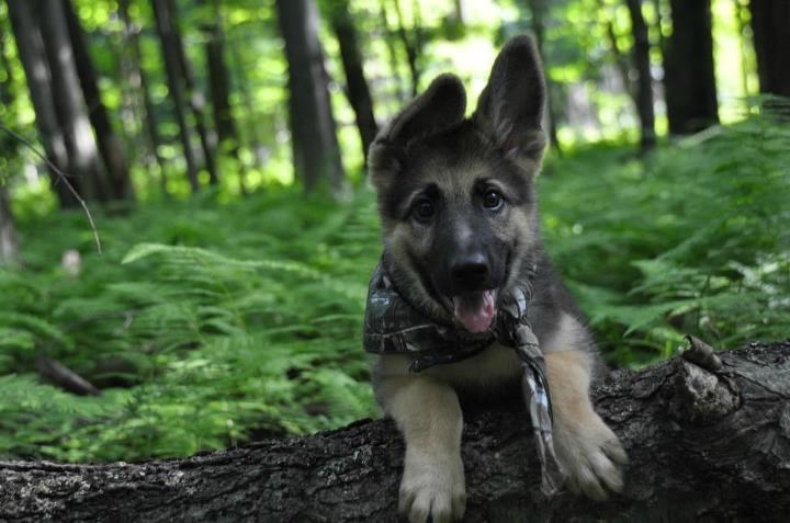 Izviđač se javlja na dužnost!