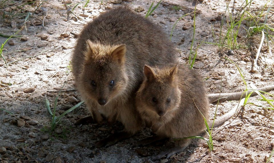 Žicamo hranu u paru, slađe smo pa nam više daju