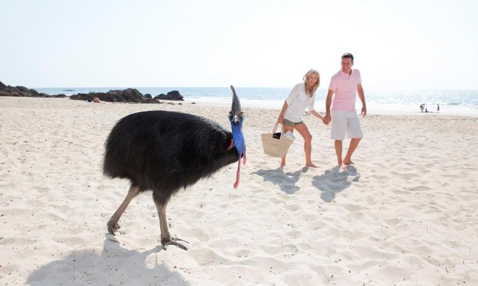 Fotogenični kazuar uletio u kadar