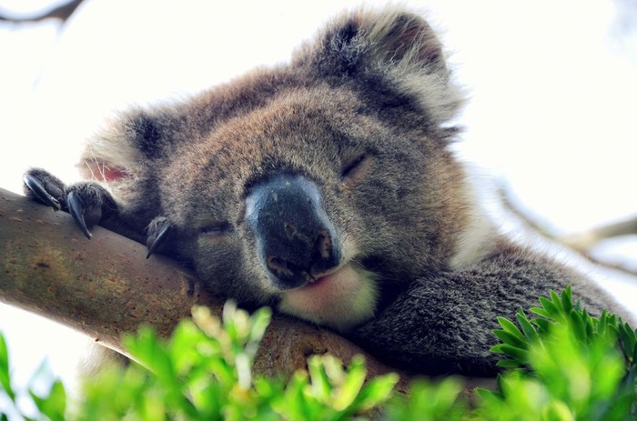 Preslatka koala odlučila malo odrijemati