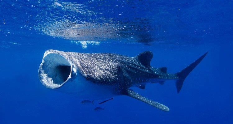 Morski "usisavač": Kit samo čeka da mu uplivaš u usta