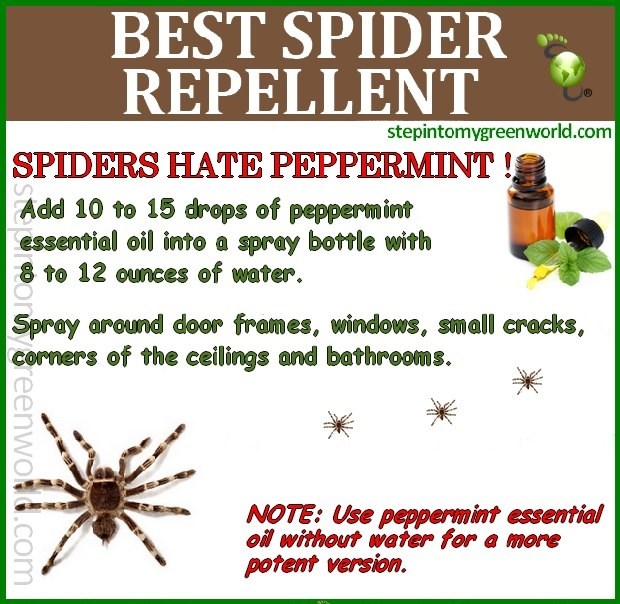 Najefikasnije rješavanje najezde pauka