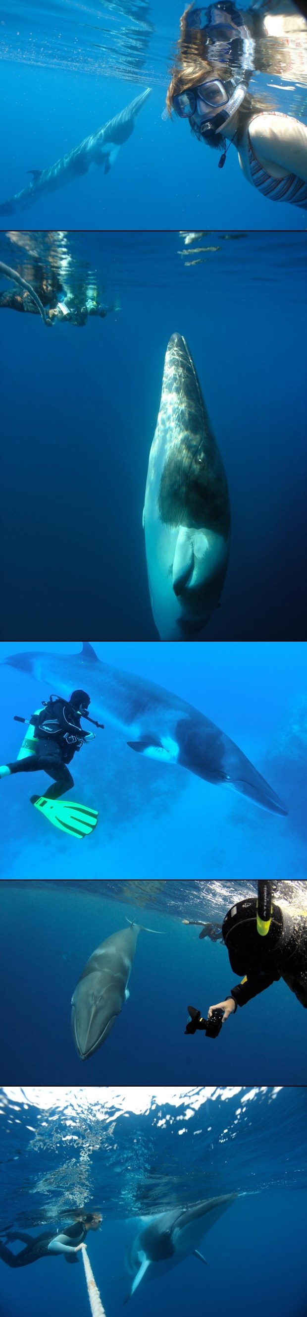 Plivanje s kitovima - tko je za? :)