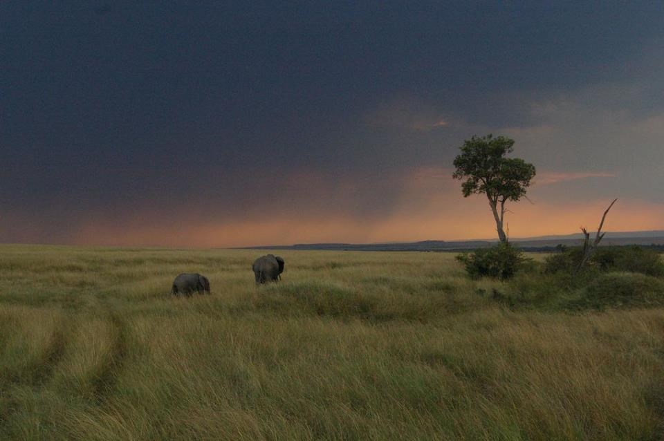 Romantična slonovska šetnja u suton