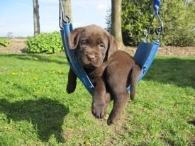 Ja bih se ljuljao, a nikog da me odgurne :(