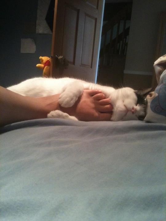 Mačka radi treću smjenu kao idealni grijač stopala