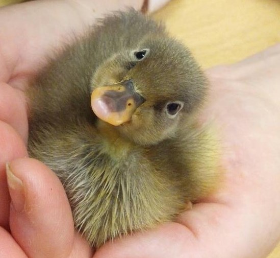 Preslatko malo pače