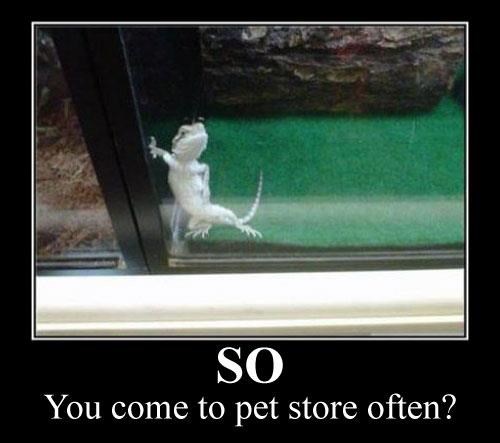 Gušterić zavodnik "peca" novu vlasnicu