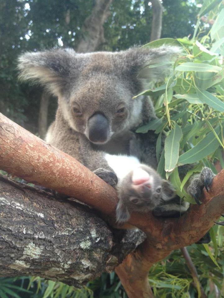 Vidi, mama, mogu i naglavačke!