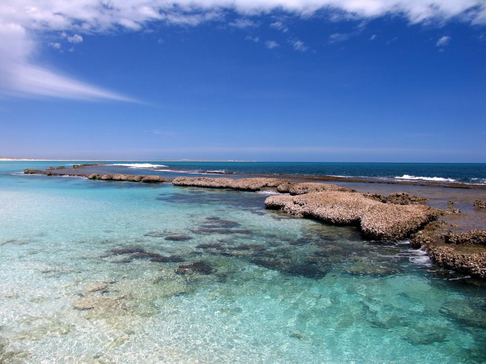 Tirkizno plavetnilo koraljnog grebena