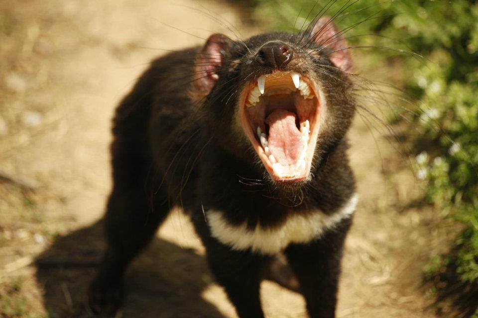 Slatka mala tasmanijska neman pokazuje zube