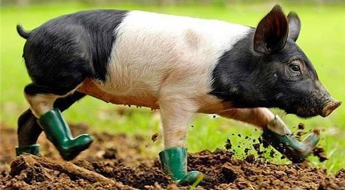 Prašćić obuo čizmice i krenuo u blatnu šetnjicu