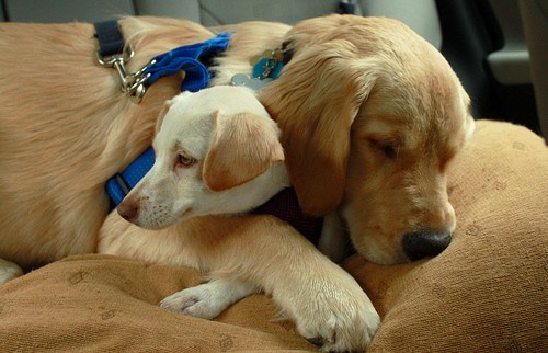 Pravi prijatelji zagrljeni tonu u san