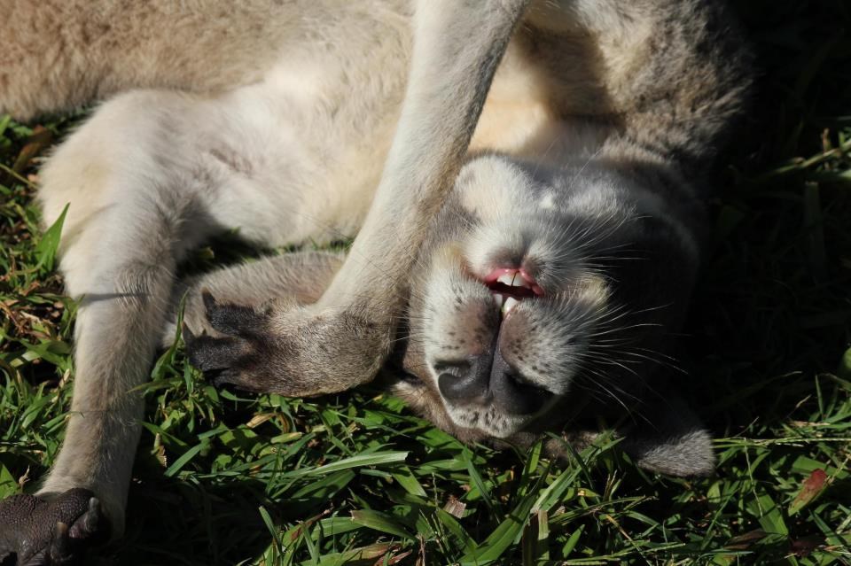 Klokan zaspao "ko top"