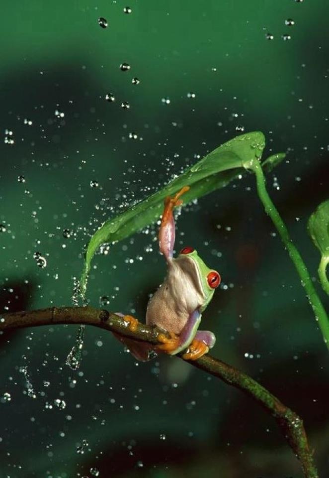 Žabica se odlučila istuširati