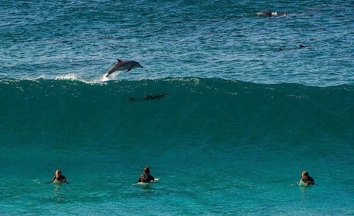 I dupini došli surfati :)