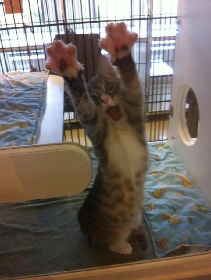 Maca plaši vlasnika :)