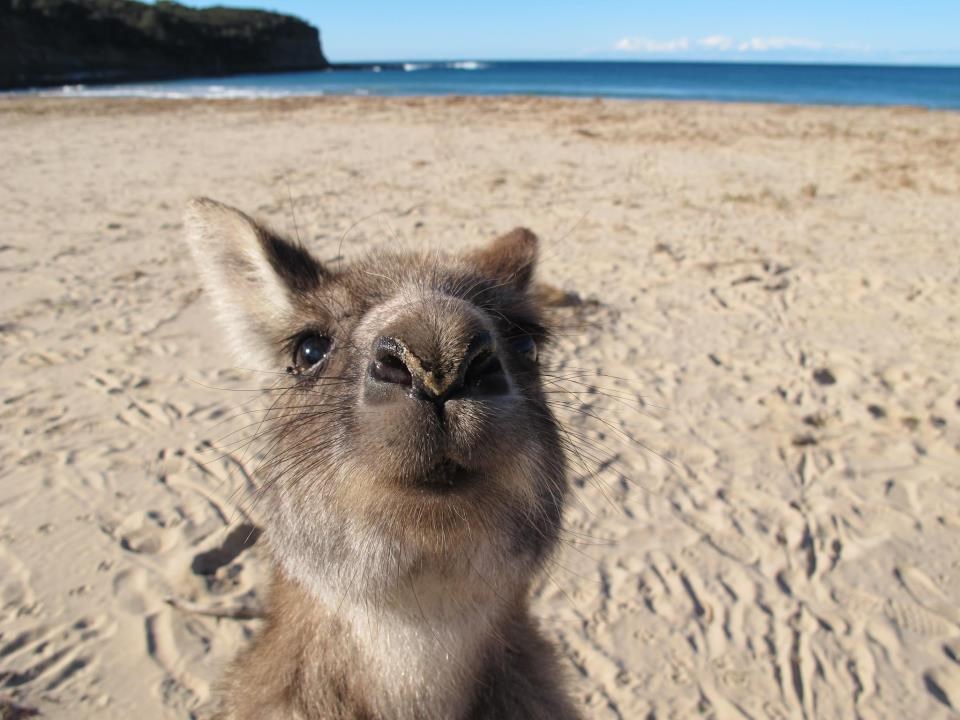 "Ma daj vamo taj fotić!"