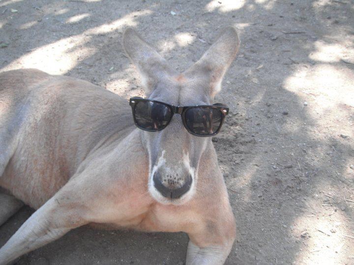 Klokan kuler čila u hladovini