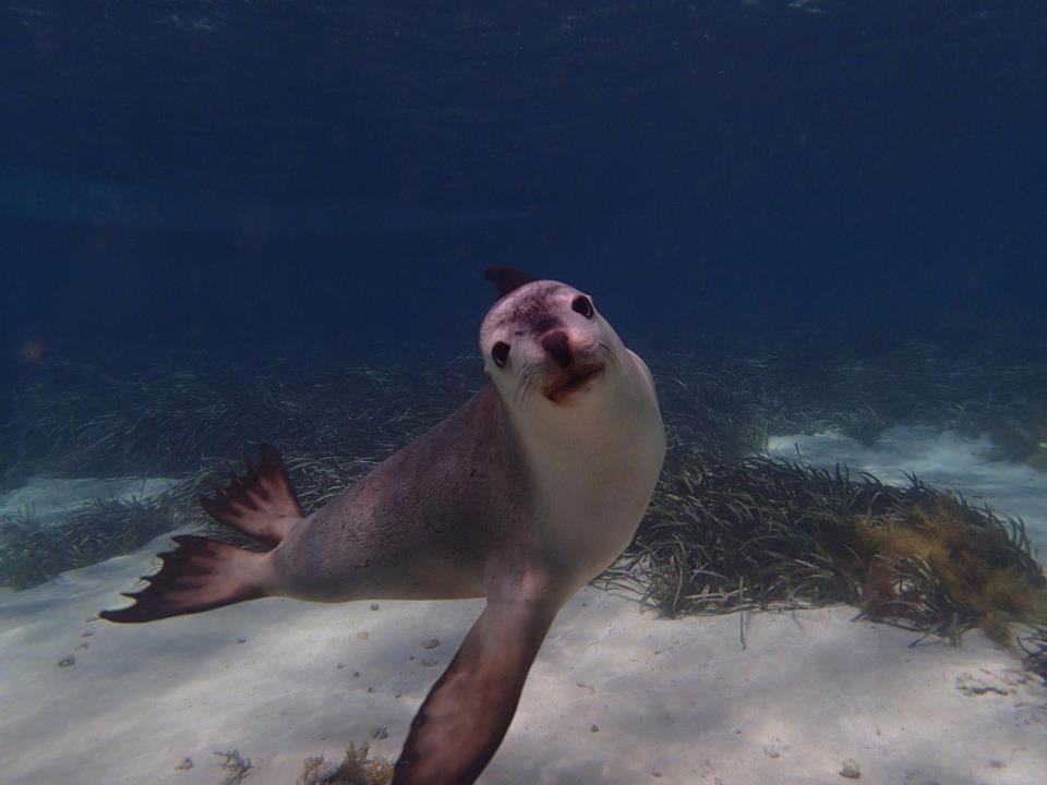 Morska medvjedica spremno pozira za sexy kalendar