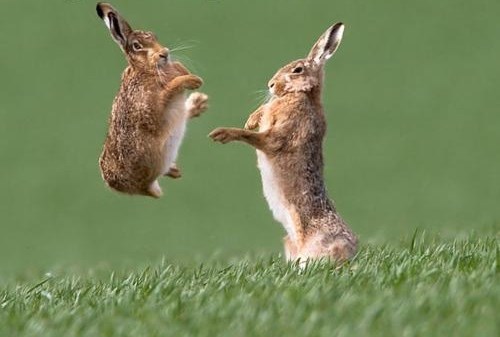 Kung fu zečevi uhvaćeni na treningu
