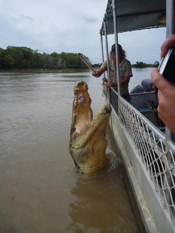 Tko je raspoložen za hranjenje krokodila?
