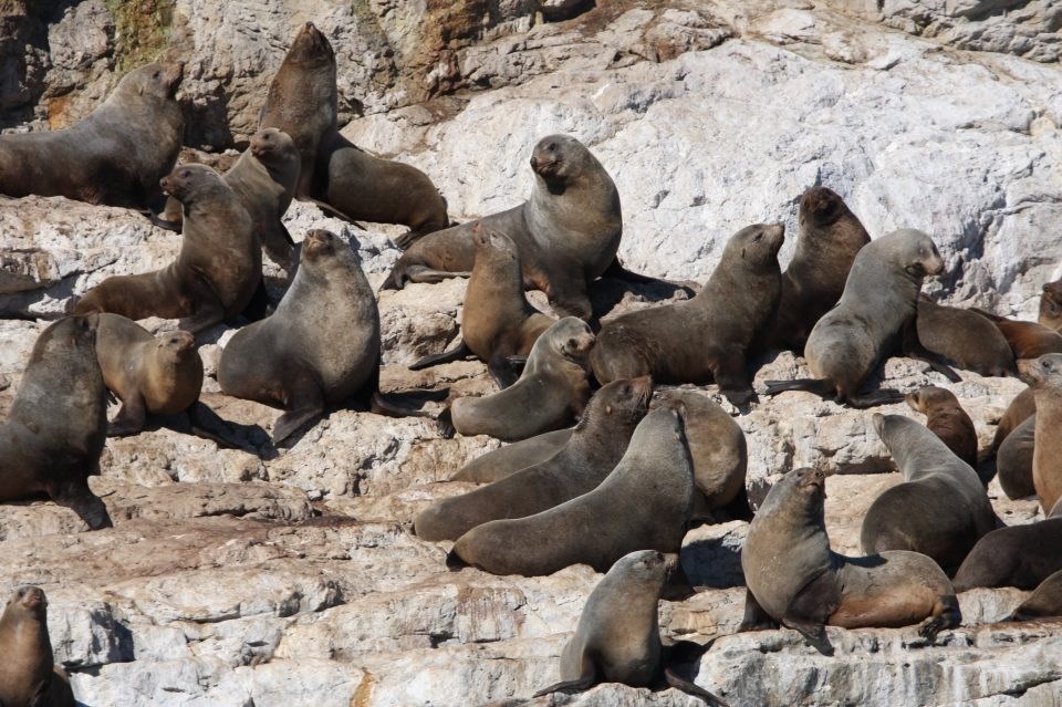 Tuljani uživaju u sunčanju