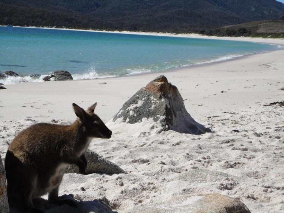 Klokanić se na plaži igra skrivača