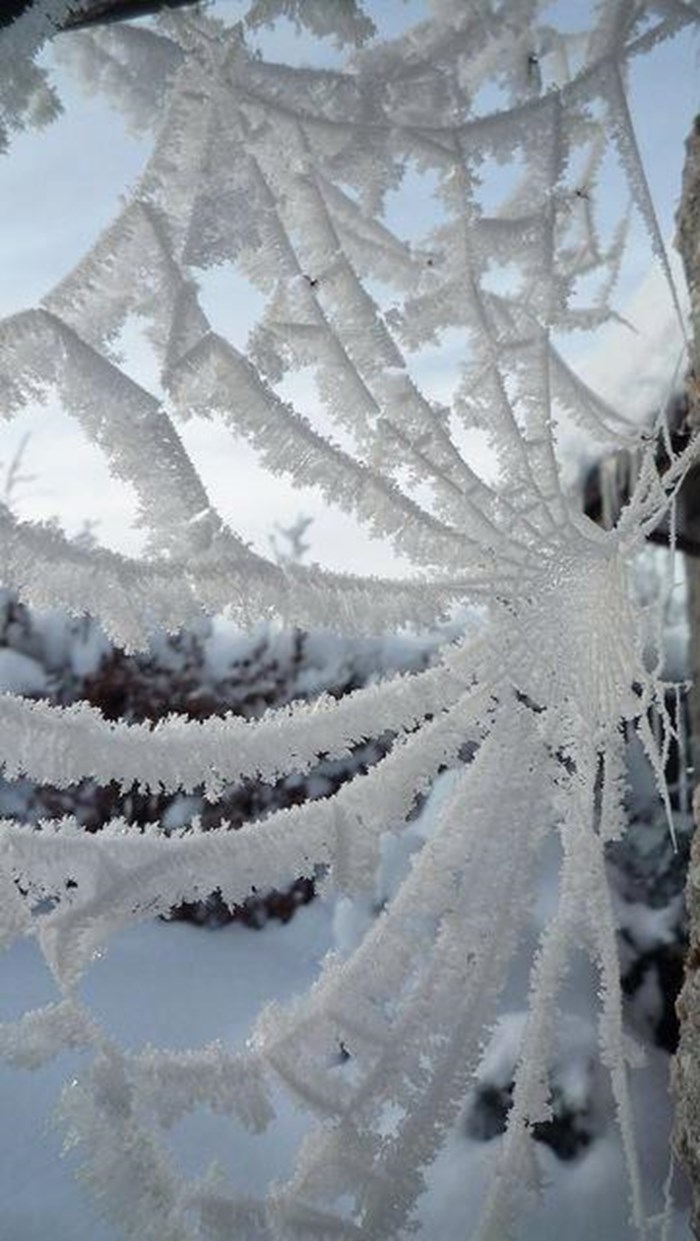 Zimska čarolija: Paukovu mrežu prekrilo inje