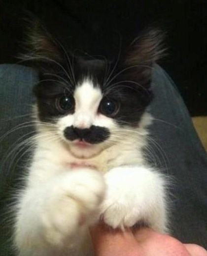 Brkati macan uživa u škakljanju