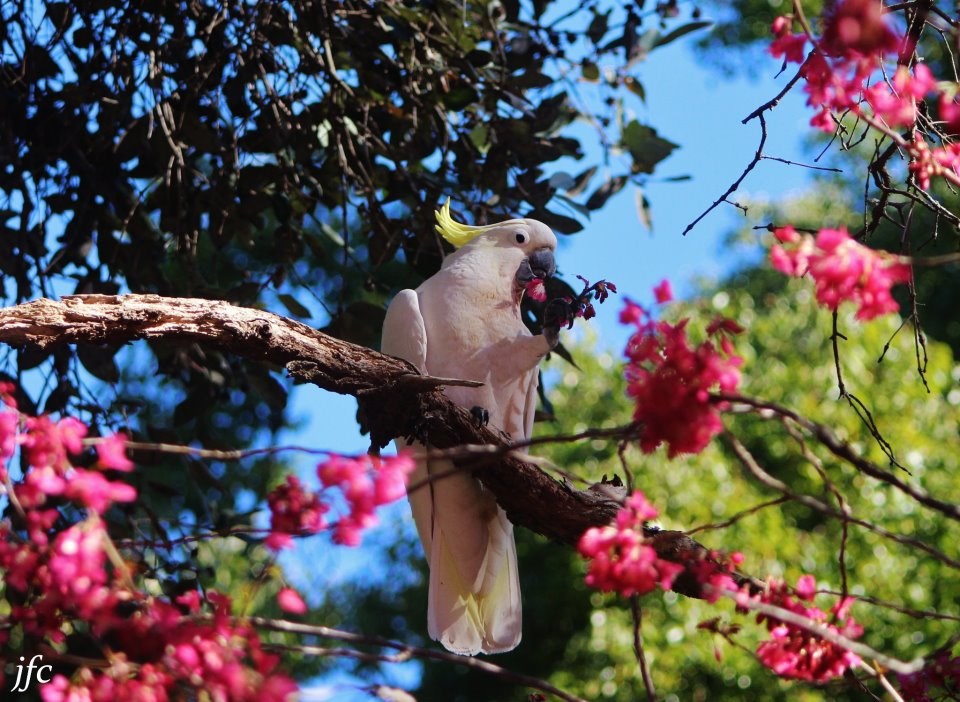 Romantični kakadu bere cvijeće svojoj dragoj