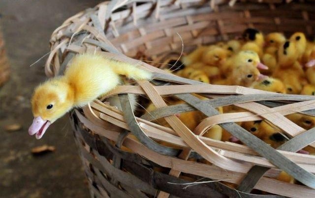 Ekipa, ne znam za vas, al ja gibam odavde!