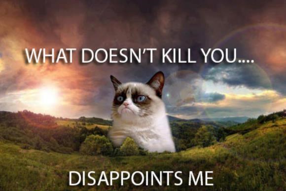 Mrzovoljnog mačka teško zadovoljiti