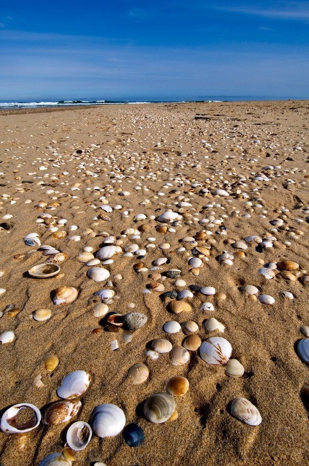 Raj za one koji obožavaju skupljati školjke po plaži :)