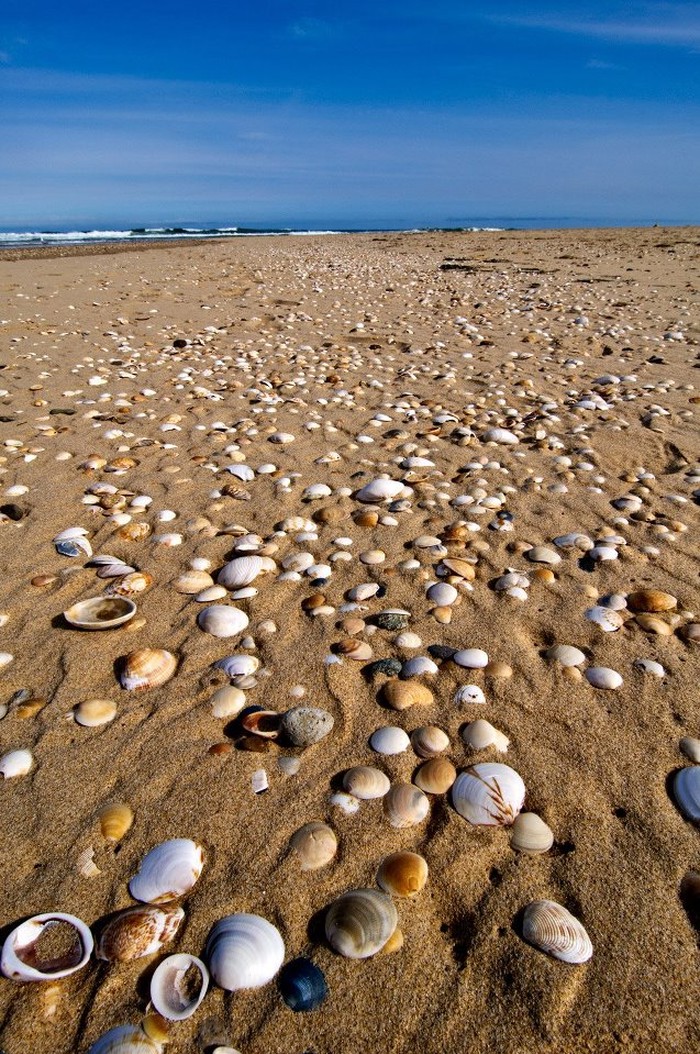 Raj za one koji obožavaju skupljati školjke po plaži :)