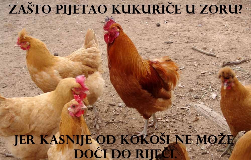 Otkrivena pijetlova tajna