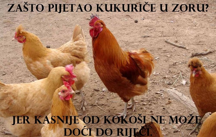 Otkrivena pijetlova tajna